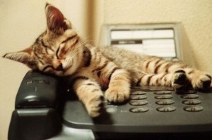 Cat-on-the-phone-2669339